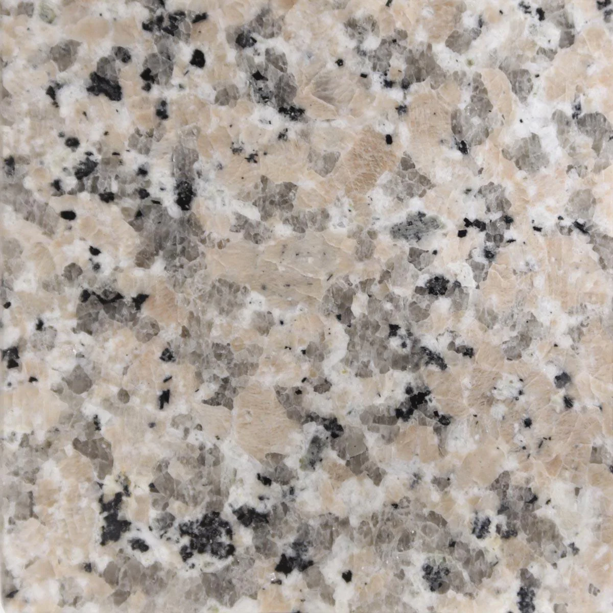 Burlywood 25x22 with Backsplash (8 in Spread) - Image 3